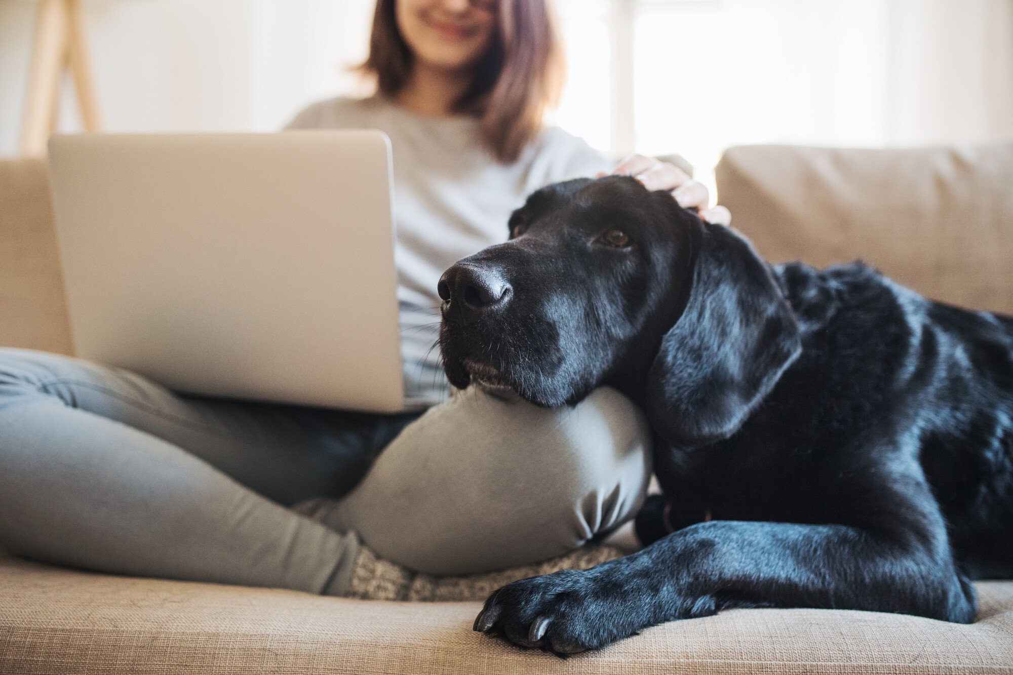 The Pros and Cons of Allowing Pets in a Rental Property